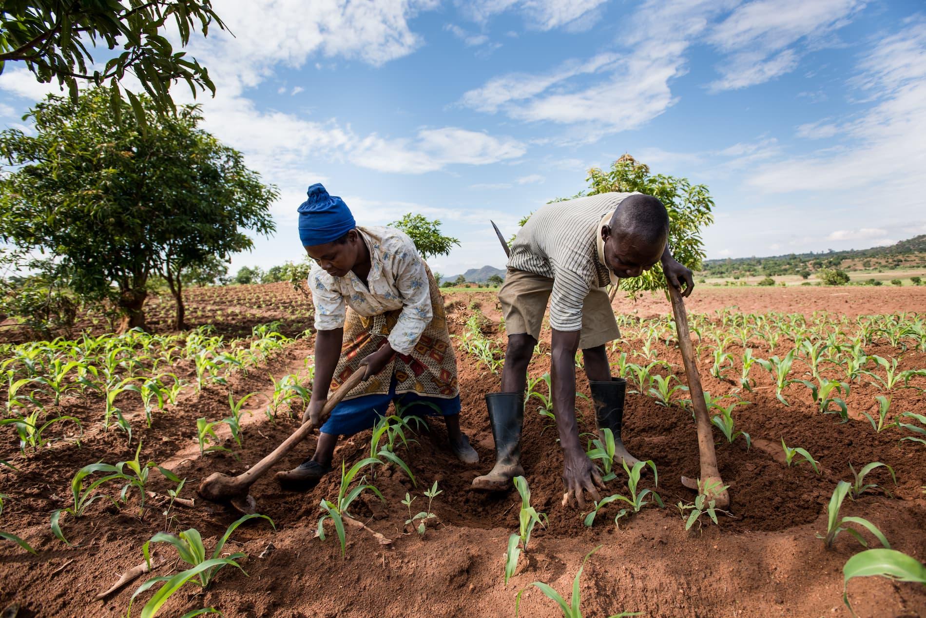 Harvesting ⁤Success: Measuring the Economic Impact on Smallholder Farmers