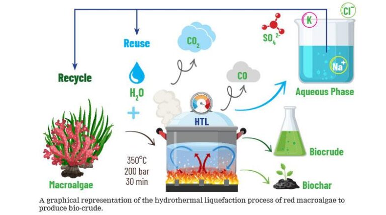 How Seaweed Biofuel Could Boost Investment in Barbados