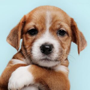 Agenda Perra. 18 meses • guía para guardianes • memorias: Planificador Mensual sin fechas. 5.5" x 8.5" (Spanish Edition)