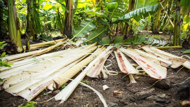 Banana Fiber in Uganda: A Sustainable Solution