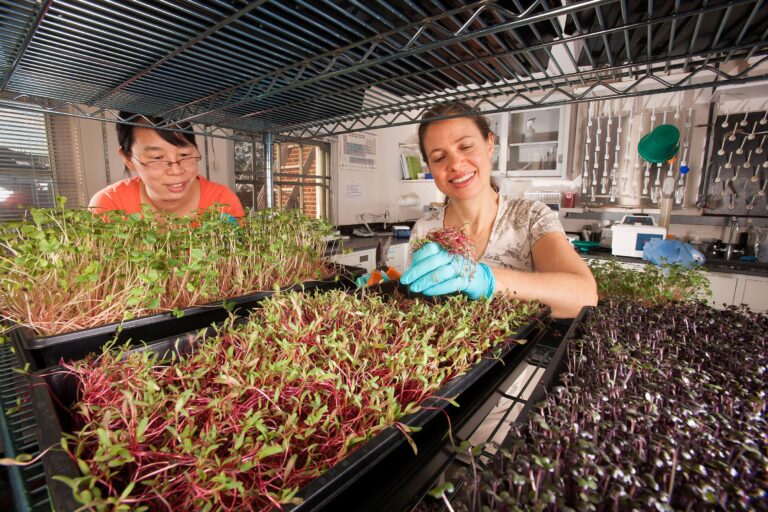 Fighting Malnutrition in Refugee Camps With Microgreens