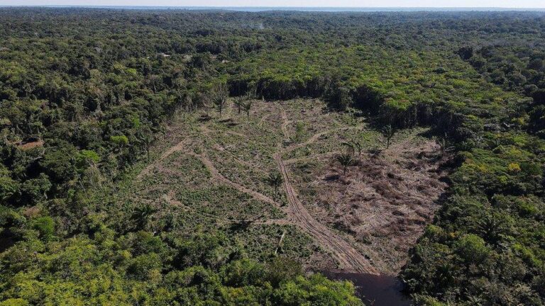 Amazon Deforestation Undermines Indigenous Rights in Brazil