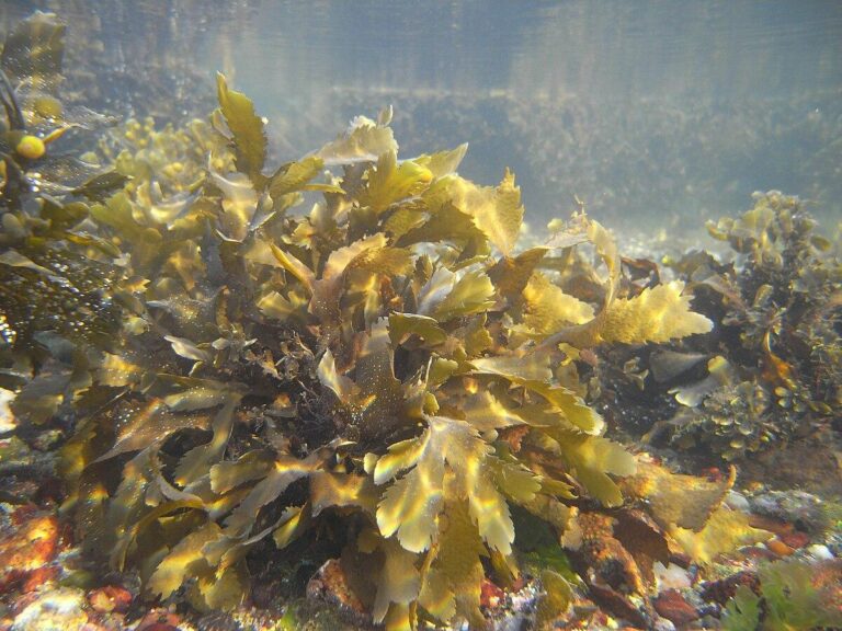 Seaweed in Indonesia: How a Plant Can Reduce Poverty