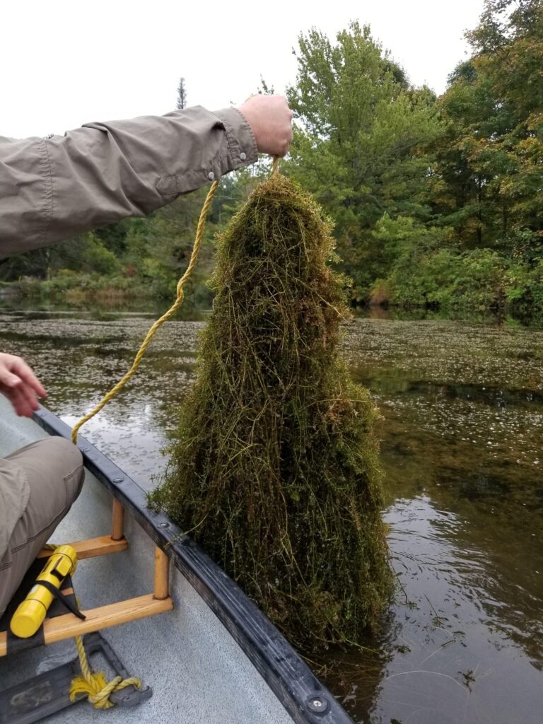 Clearing Invasive Water Weeds in Senegal Fights Disease
