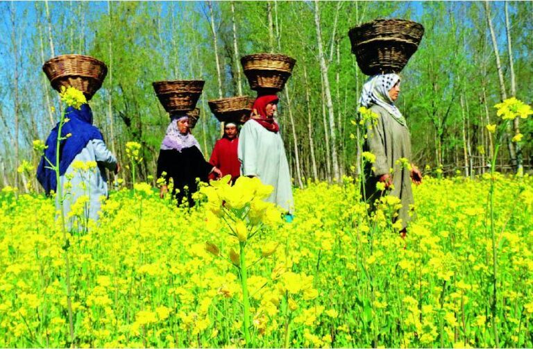 Safeguarding Livelihoods: Kashmir’s Farmers