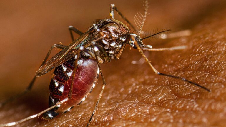 Taking Action Against Yellow Fever in Colombia