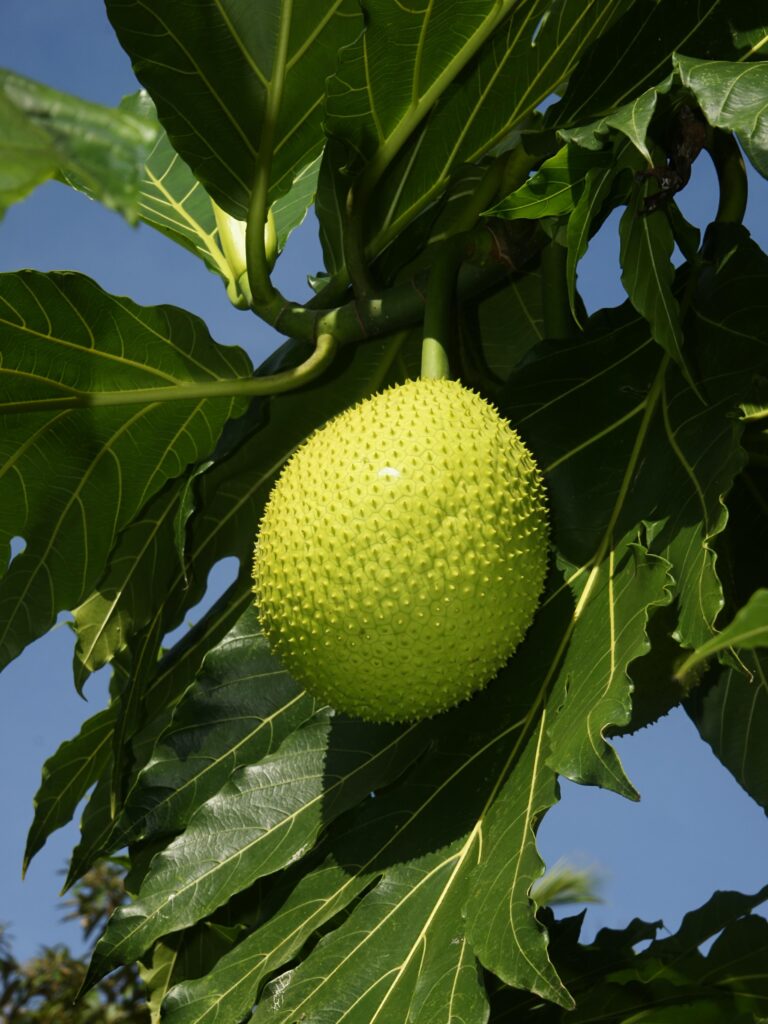 Trees That Feed Foundation: The Breadfruit Revolution