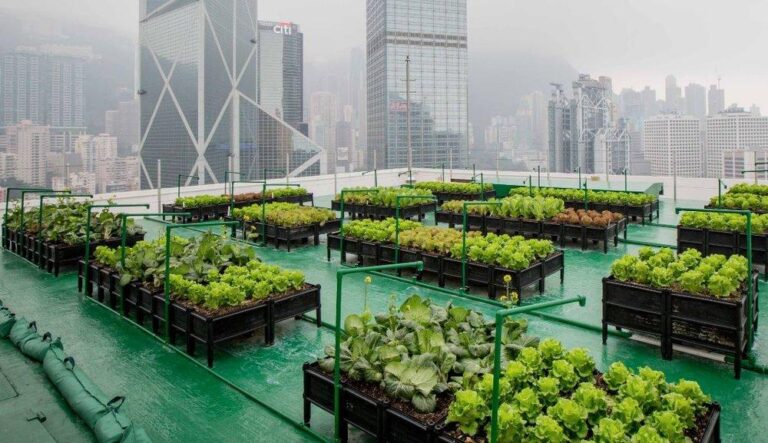 How Urban Agriculture in Morocco is Tackling Food Insecurity